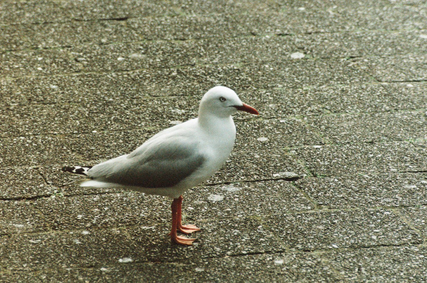A Seagull