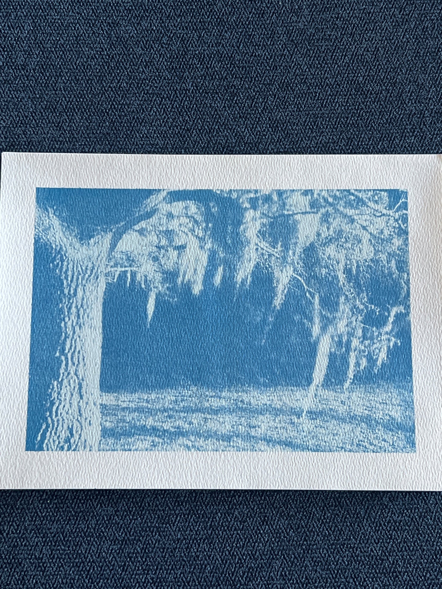 Oak cyanotype