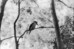The Kookaburra Print