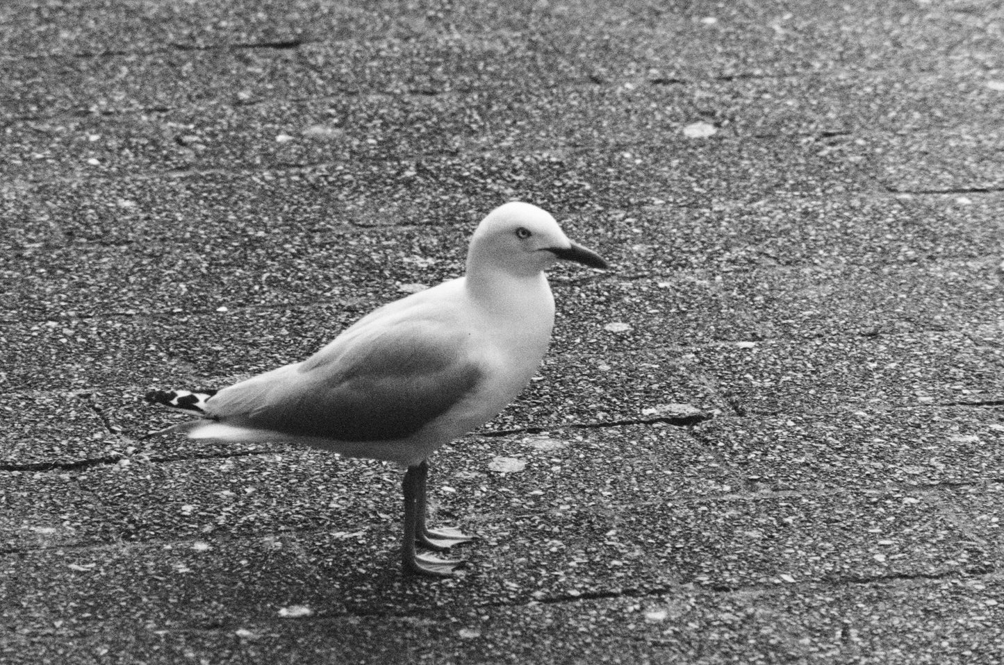 A Seagull
