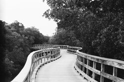 The Mangrove Boardwalk Print