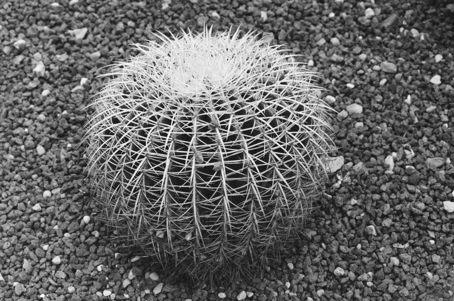 A Really Round Cactus
