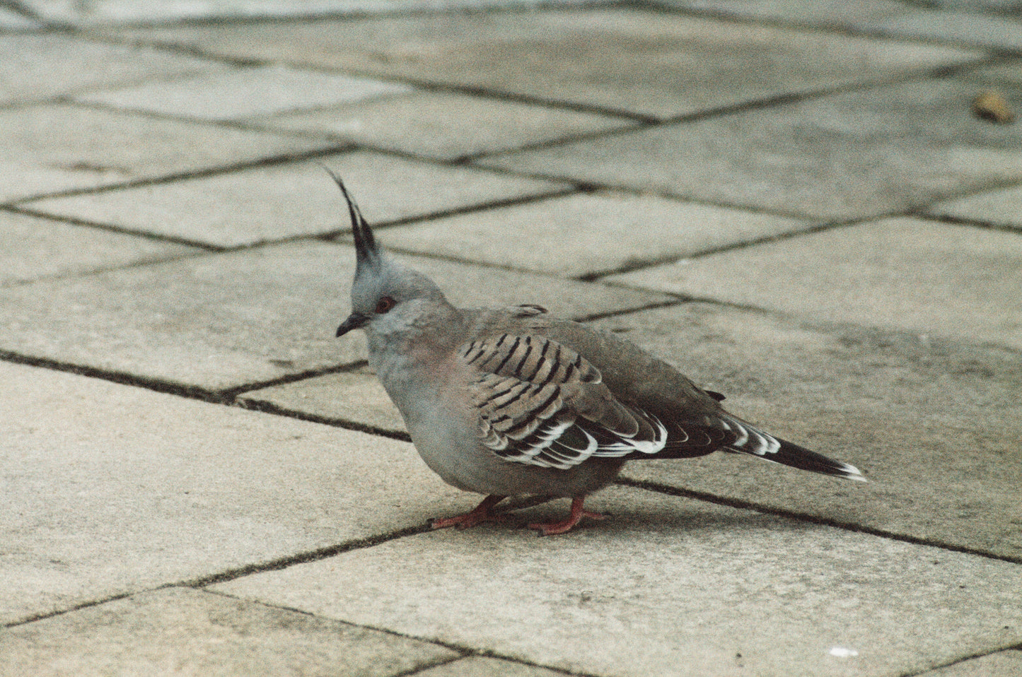 A Humble Topknot Pidgeon
