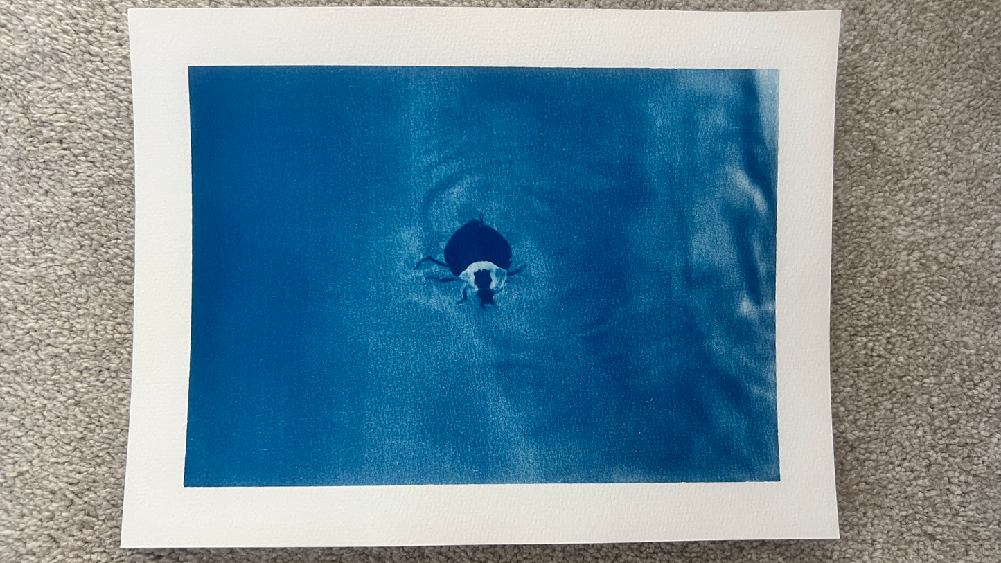 Swimming Stinkbug Cyanotype