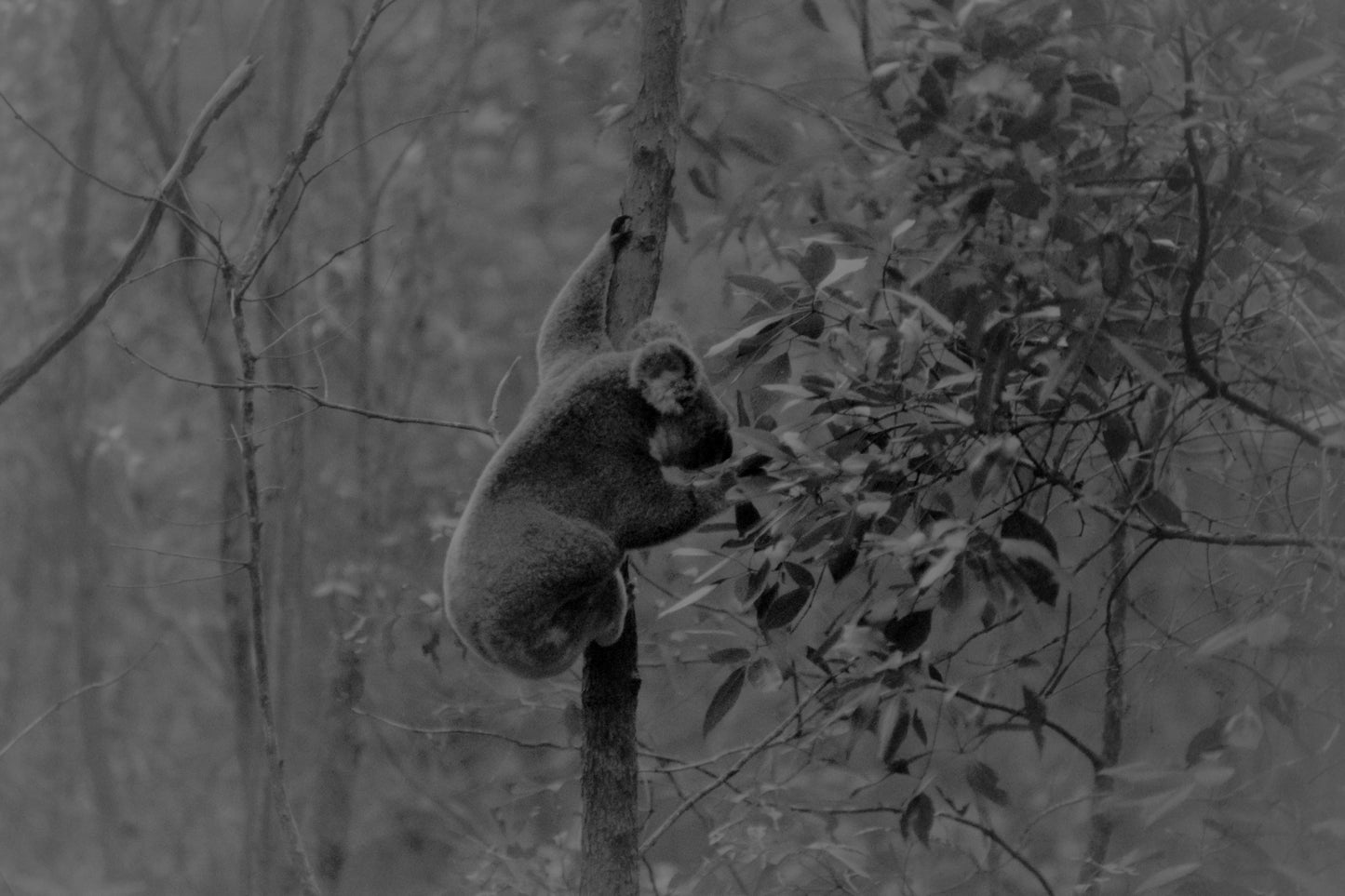 A Koala Reaching for Some Leaves