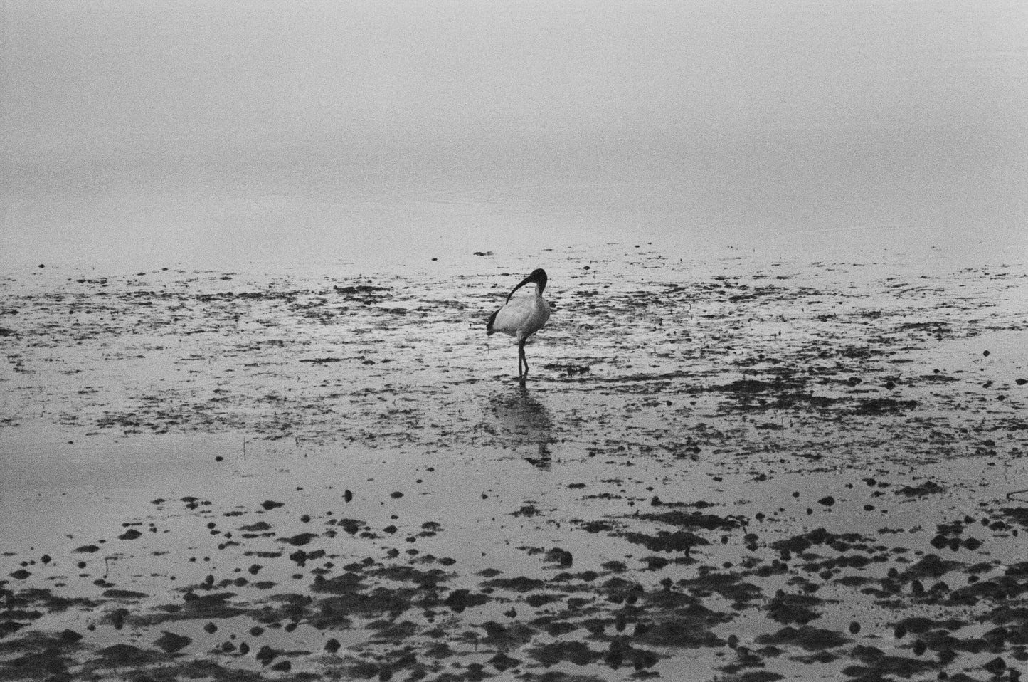 An Ibis on the shore