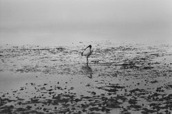 An Ibis on the shore
