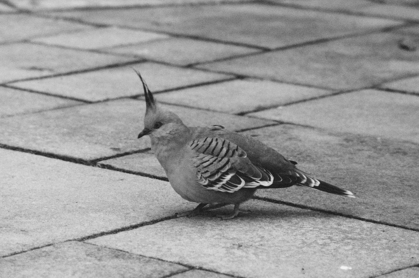 A Humble Topknot Pidgeon
