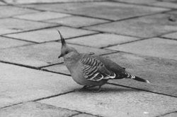 A Humble Topknot Pidgeon