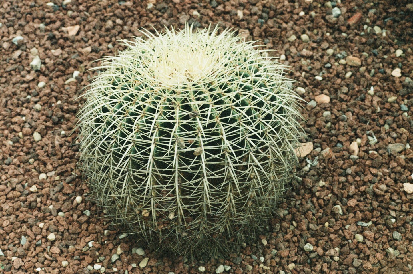 A Really Round Cactus