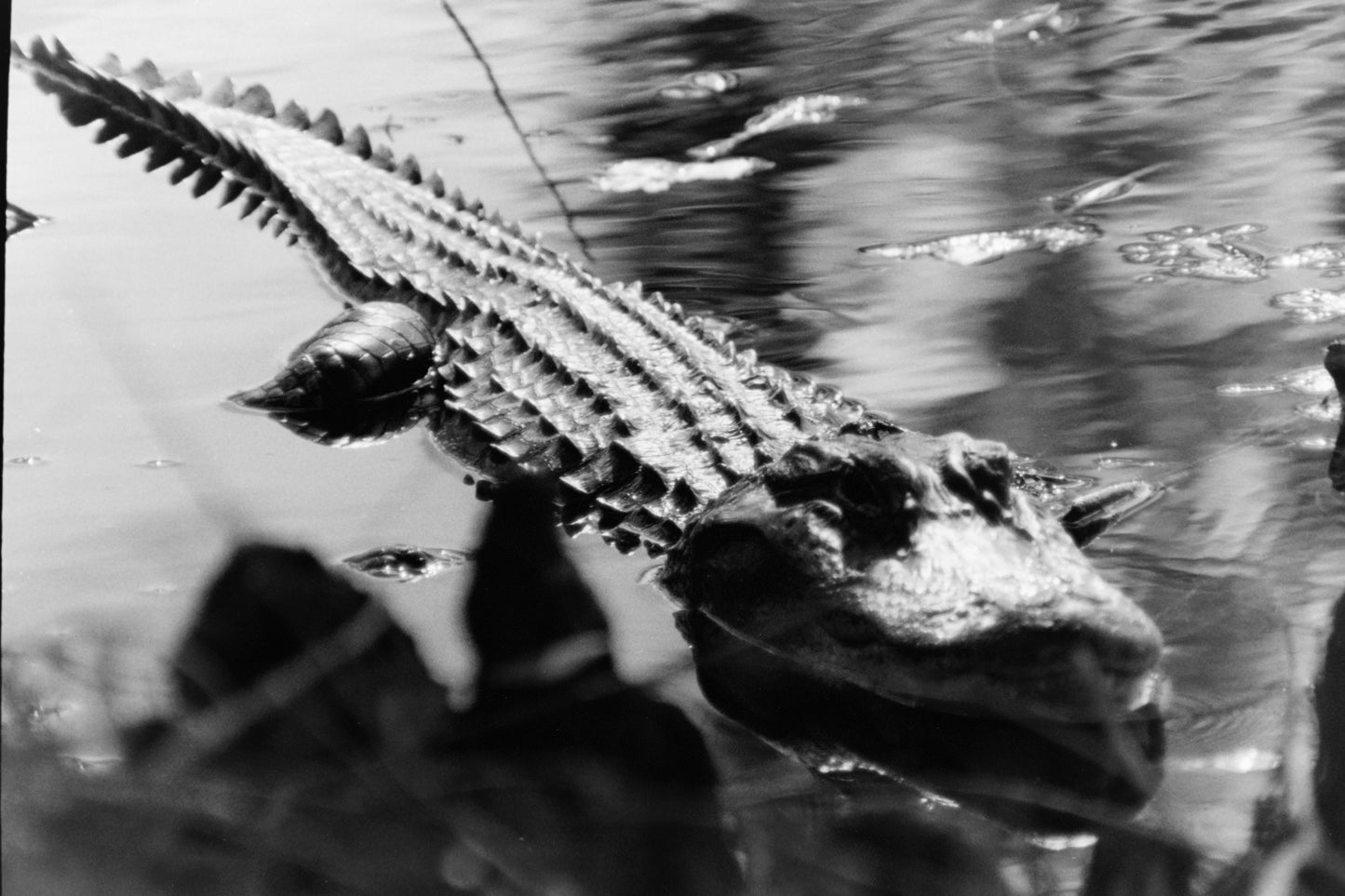 The Alligator that Lives in the Retention Pond Behind My Apartment