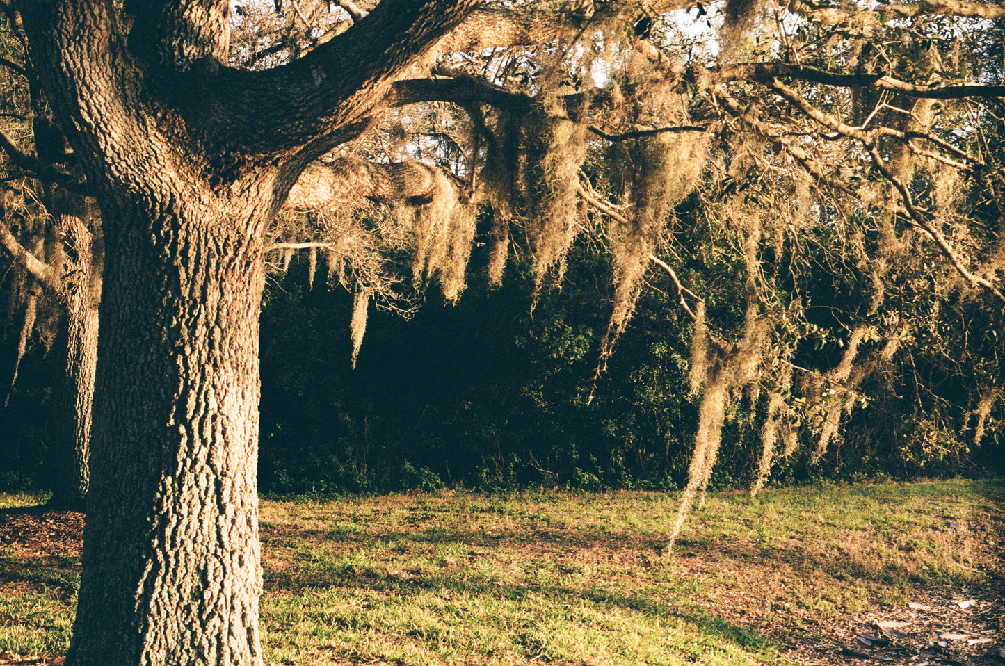 Spanish Moss Oak