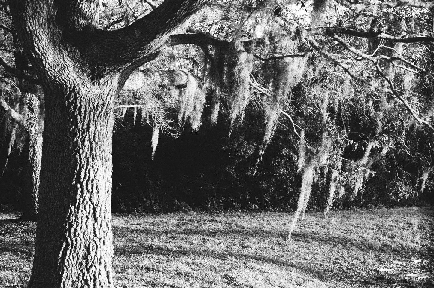 Spanish Moss Oak