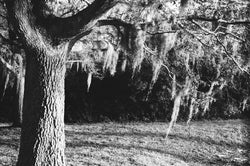 The Spanish Moss Oak Print