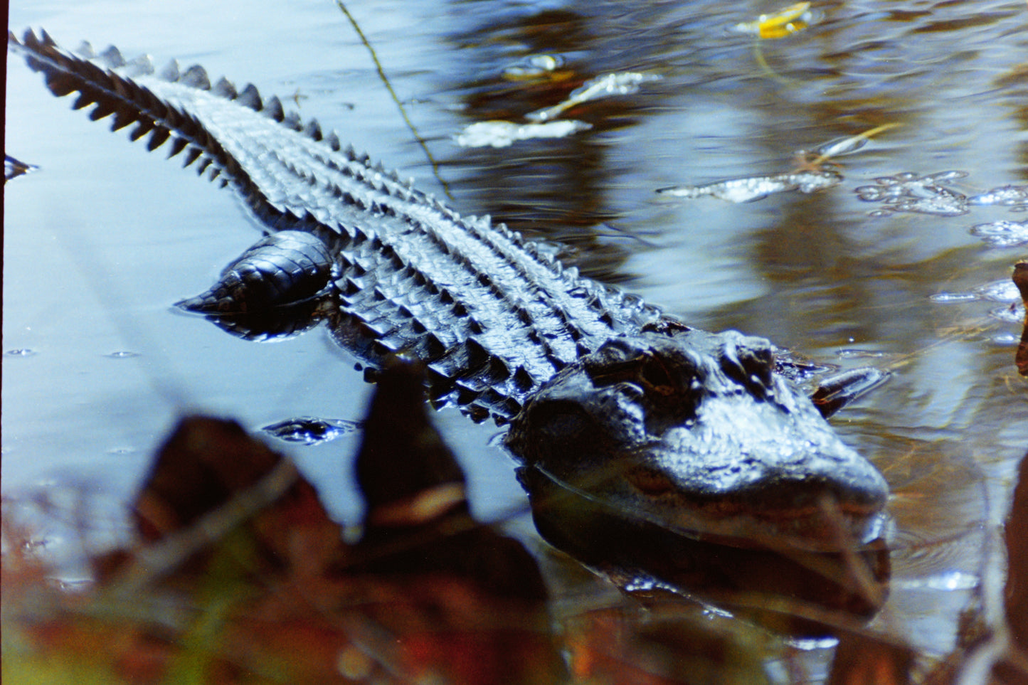 The Alligator that Lives in the Retention Pond Behind My Apartment