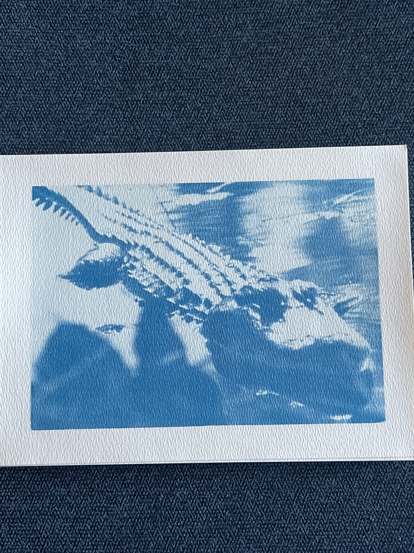 Alligator cyanotype