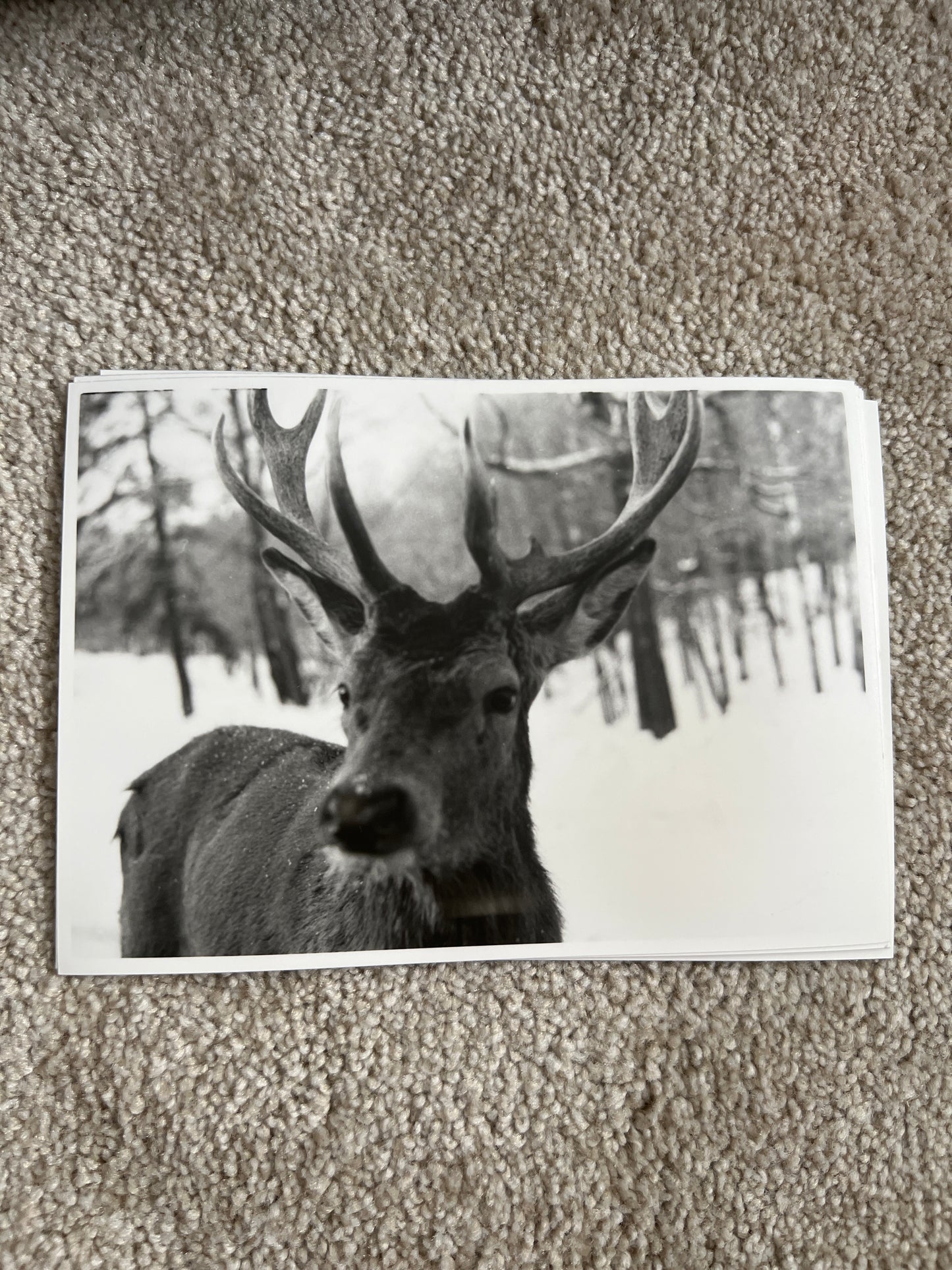 Deer