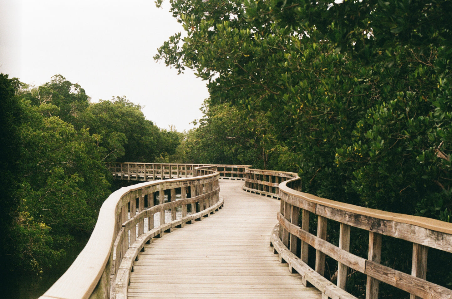 Mangrove Boardwalk